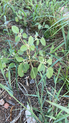 Croton monanthogynus