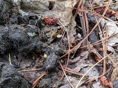 Coprinopsis stercorea