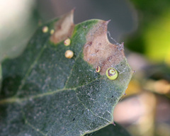 Dryocosmus minusculus