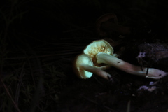 Gymnopilus
