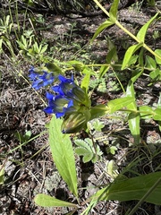 Gentiana parryi
