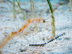 Amphelikturus dendriticus