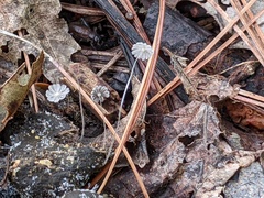 Coprinopsis stercorea