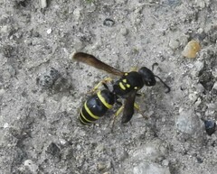 Ancistrocerus adiabatus