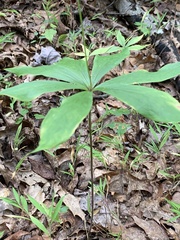 Medeola virginiana