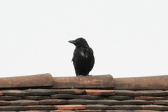 Corvus corone