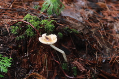 Lepiota rubrotinctoides