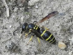 Ancistrocerus adiabatus
