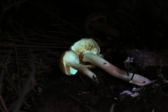Gymnopilus