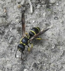 Ancistrocerus adiabatus