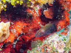 Cephalopholis cruentata