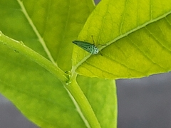 Graphocephala atropunctata