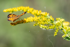 Phyciodes tharos