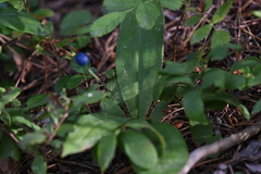 Clintonia uniflora