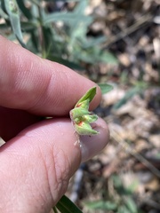 Contarinia zauschneriae