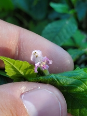 Galeopsis