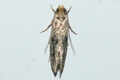 Tinea pellionella