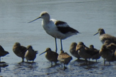 Recurvirostra americana