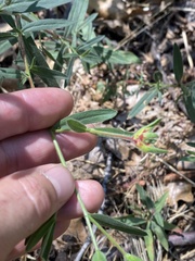 Contarinia zauschneriae