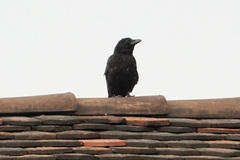 Corvus corone