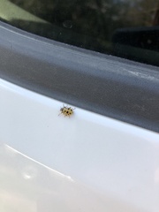 Hippodamia tredecimpunctata