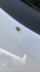 Hippodamia tredecimpunctata