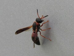 Pachodynerus erynnis