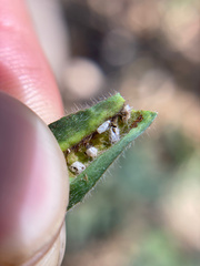 Contarinia zauschneriae