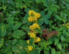 Solidago macrophylla