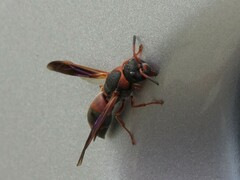 Pachodynerus erynnis