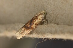 Eucosma ochrocephala