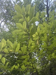 Crataegus crus-galli
