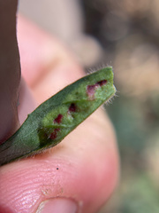 Contarinia zauschneriae