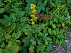 Solidago macrophylla