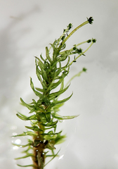 Aulacomnium palustre