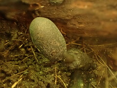 Xylaria longipes