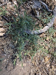 Contarinia zauschneriae