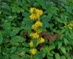 Solidago macrophylla