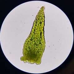 Aulacomnium palustre