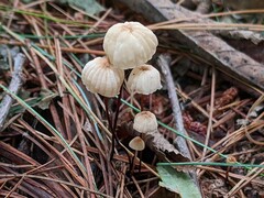 Marasmius bellipes