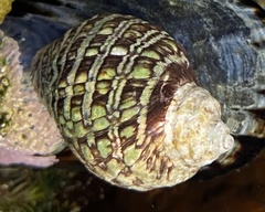 Muricoidea