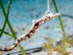 Amphelikturus dendriticus