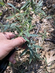 Contarinia zauschneriae