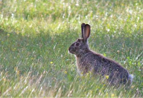 Yunnan Hare (Lepus comus) — Least Concern Mammalia
