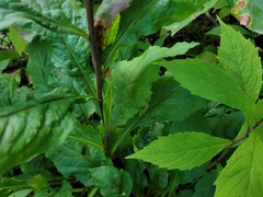 Solidago macrophylla