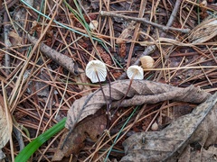 Marasmius bellipes
