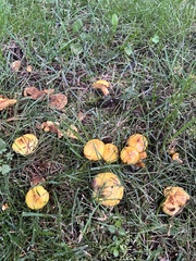 Suillus americanus