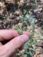 Contarinia zauschneriae