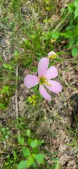 Sabatia angularis