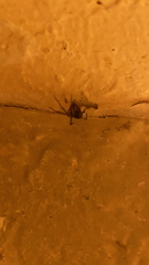 Steatoda grossa